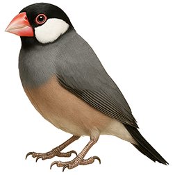Java Finch